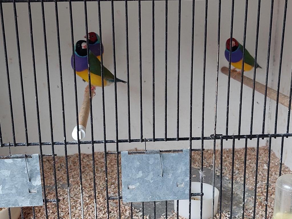 2 koppels gould amadines, Dieren en Toebehoren, Meerdere dieren, Tropenvogel, Geringd
