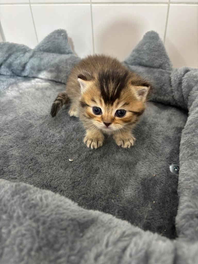 Brits kitten (mannetje), Dieren en Toebehoren, Katten en Kittens | Raskatten | Korthaar, Kater, 0 tot 2 jaar