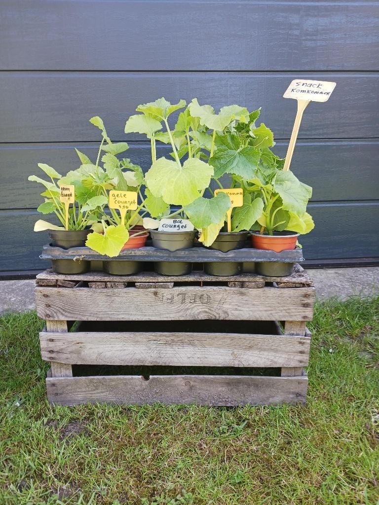 Diverse Courgette, pompoenen, Flespompoen planten, Ophalen, Eenjarig, Groenteplanten, Volle zon