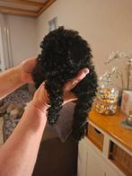 Te koop aangeboden Shihpoo pups, Overige rassen, 8 tot 15 weken, Meerdere, Meerdere dieren