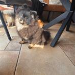 Pomeriaan | pomeranian pup met stamboom Black and tan, Particulier, Keeshond, 15 weken tot 1 jaar, Reu
