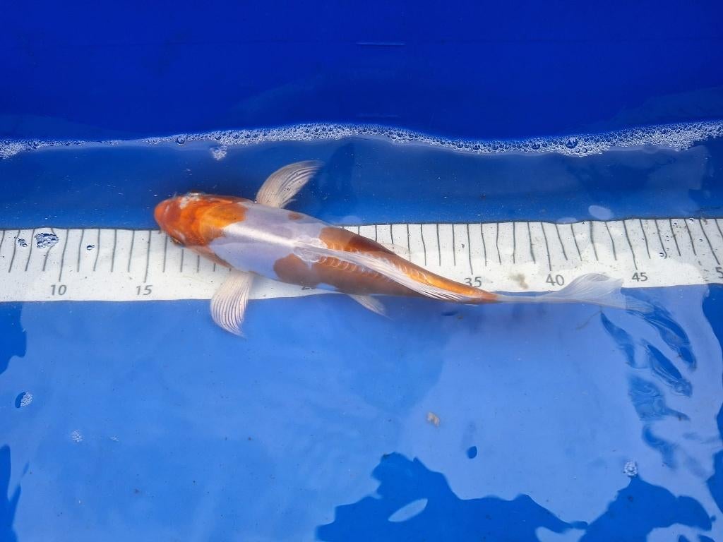 ER ZIJN WEER MOOIE NIEUWE KOI € 35,00 ps, Karper of Koi