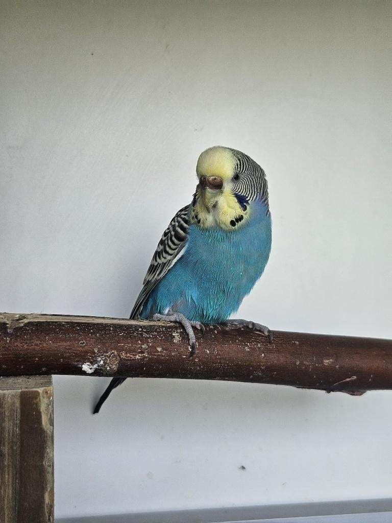 Hannibal zoekt een huisje! (grasparkiet), Dieren en Toebehoren, Vogels | Parkieten en Papegaaien, Mannelijk, Parkiet