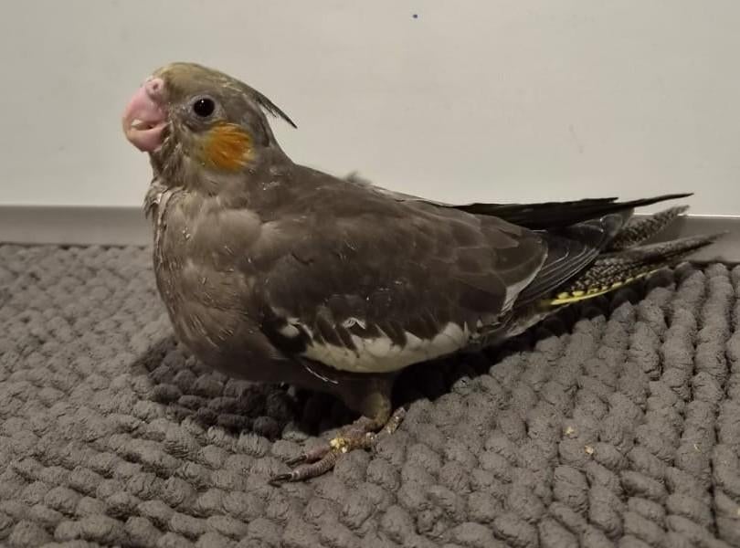 Jonge handtamme EAM valkparkiet DNA gesekst, Vrouwelijk, Parkiet, Geringd