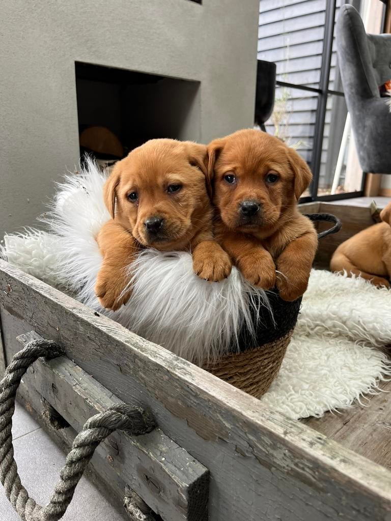 Labrador redfox, Dieren en Toebehoren, Parvo, Nederland, Overige rassen, 8 tot 15 weken