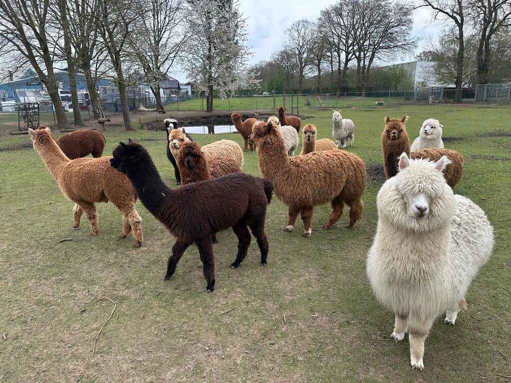 Alpaca’s te koop, veulens, jonge merrie/hengsten, Dieren en Toebehoren, Overige Dieren, Juni, Meerdere dieren