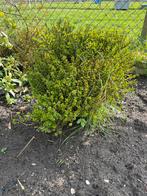 Heester Berberis 'Barberis, Overige soorten, Volle zon, Vaste plant, Ophalen of Verzenden