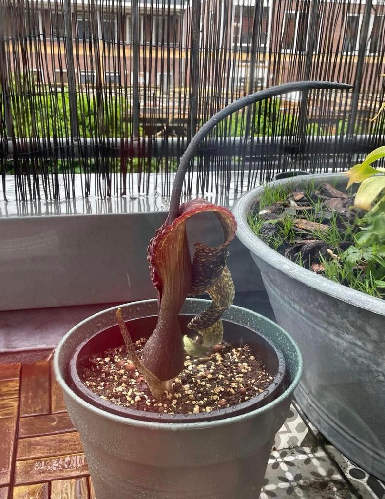 Sauromatum venosum, Voodoo lelie, synoniem Arum cornutum, Overige soorten, Volle zon, Vaste plant, Ophalen of Verzenden