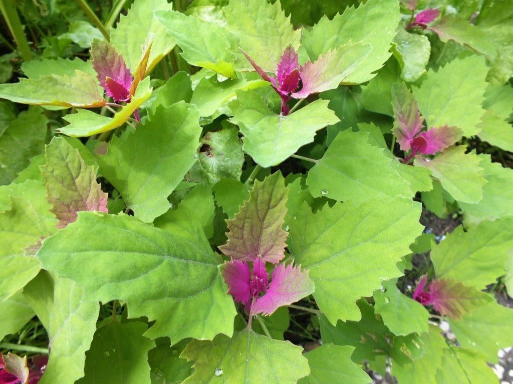 Uit de biologische moestuin: Boomspinazie, zaden., Ophalen of Verzenden, Voorjaar, Halfschaduw, Zaad