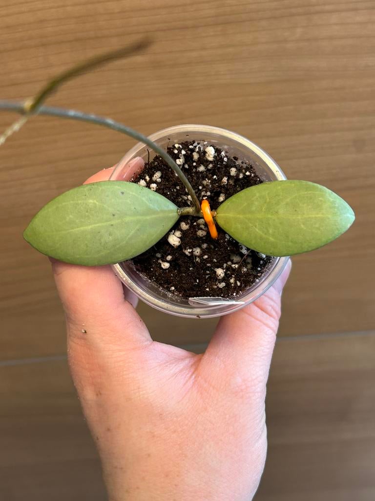 Hoya erythrostemma silver, Huis en Inrichting, Kamerplanten, Ophalen of Verzenden, Halfschaduw, Minder dan 100 cm