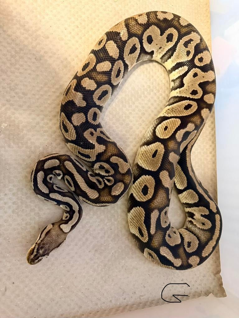 Python regius Ball Python - female for sale from Nettie