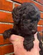Unieke kleur chocolade bruin labradoodles pups te koop, Parvo, Overige rassen, 8 tot 15 weken, Meerdere