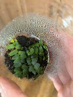 Terrariumplant marcgravia, Ophalen of Verzenden, Halfschaduw, Minder dan 100 cm