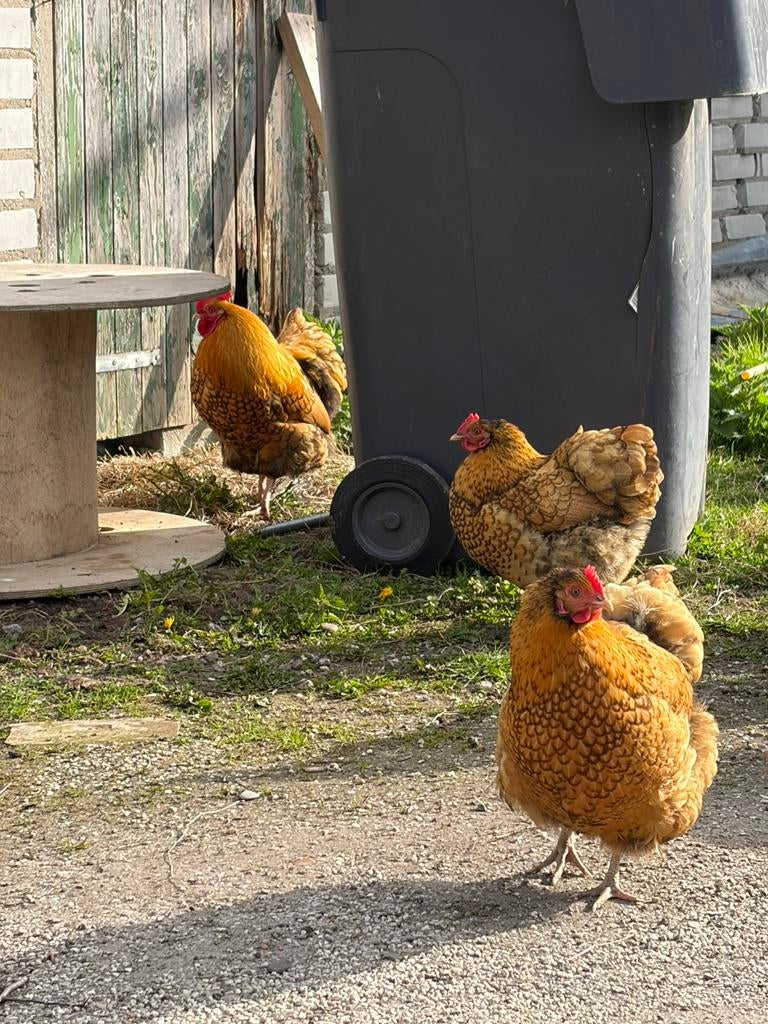 Orpington kriel kippen, Dieren en Toebehoren, Pluimvee, Meerdere dieren, Kip
