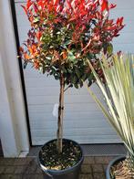 Photinia Fraseri Dubbelstam 130cm hoog - 3 op voorraad, Ophalen
