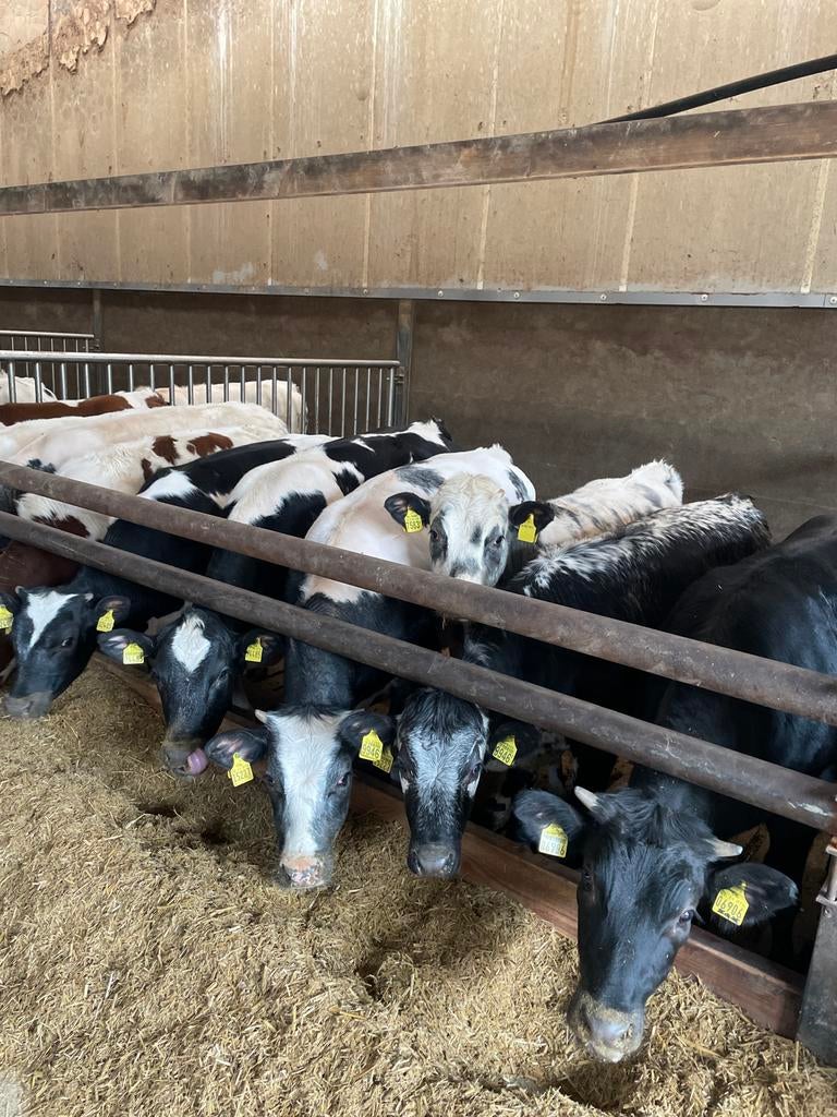 Beste vaarzen om te weiden of mesten, Meerdere dieren