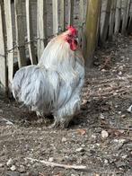 Gratis prachtige grijze Chochin kriel haan, Mannelijk, Kip