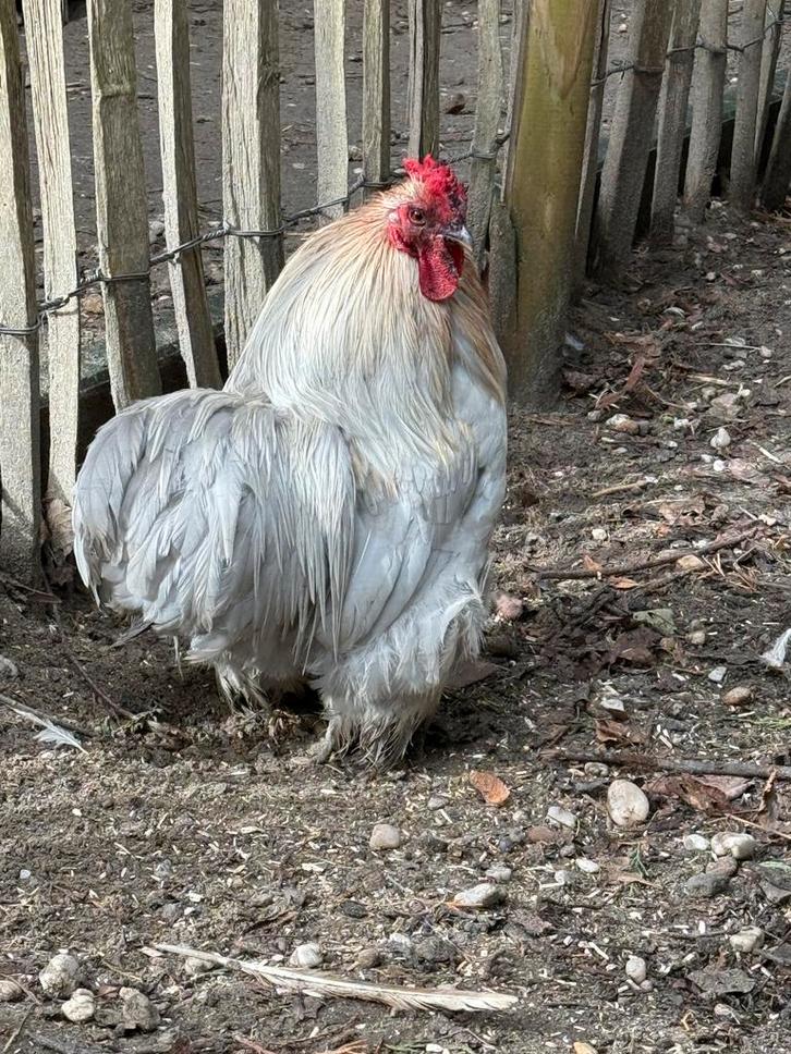 Gratis prachtige grijze Chochin kriel haan, Dieren en Toebehoren, Pluimvee, Kip, Mannelijk