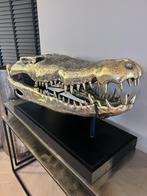 Enorme Crocodile Skull XXXL 120CM - krokodil schedel, Ophalen