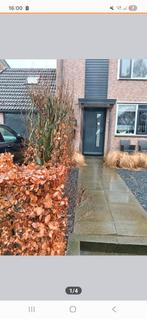 6 Beukenbomen - Ideaal voor haag of solitaire aanplant, Tuin en Terras, Planten | Bomen, Ophalen, Bloeit niet, Halfschaduw, Overige soorten