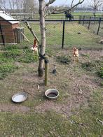 Broedeieren maleier kippen tarwekleur, Dieren en Toebehoren, Geslacht onbekend, Kip