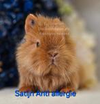 De ENIGE ECHTE mini loffelohr konijntjes, Dieren en Toebehoren, Konijnen, Meerdere dieren, Dwerg