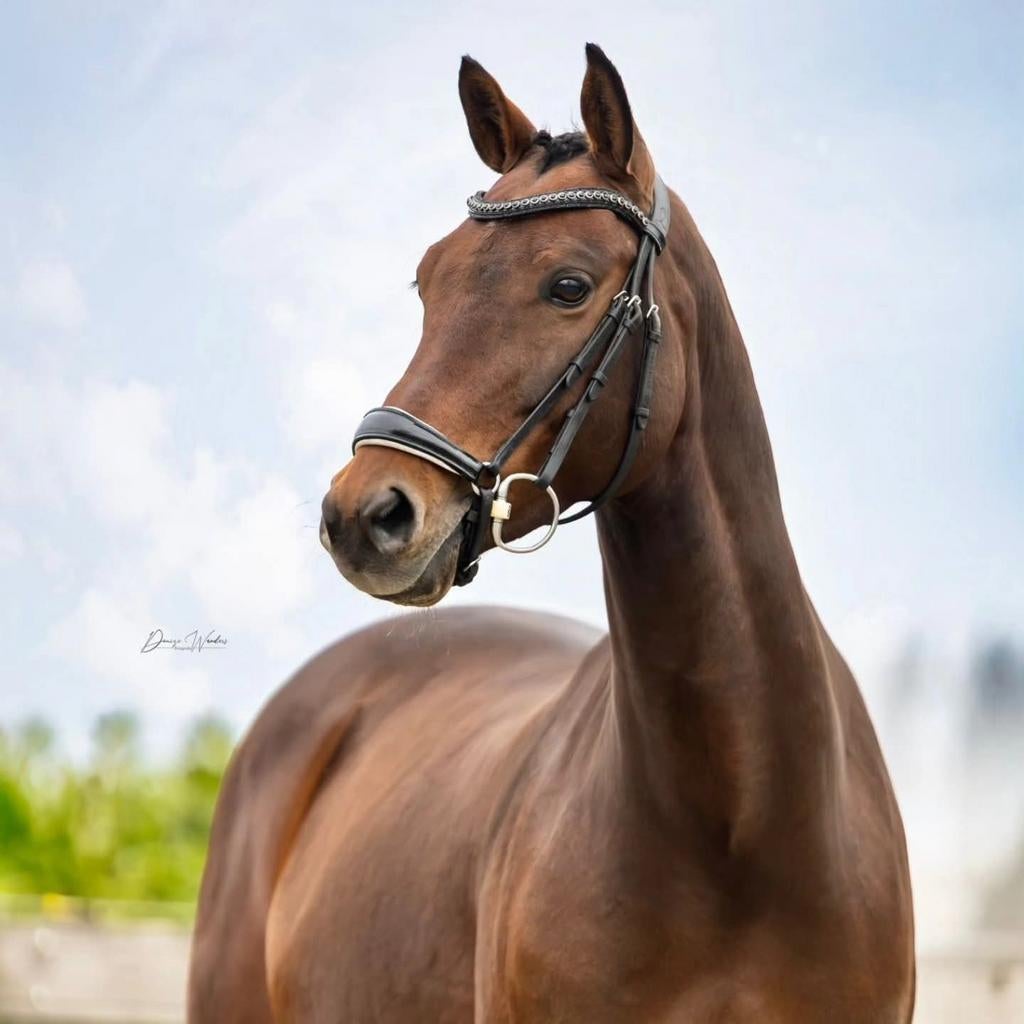 Fantastische D sport/leerpony. Allrounder Z dressuur, Dieren en Toebehoren, Pony's, Ruin, Dressuurpony, 11 jaar of ouder, D pony (1.37m tot 1.48m)