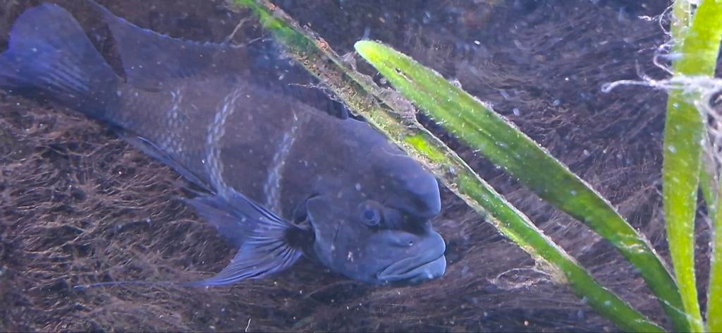 frontosa burundi, Dieren en Toebehoren, Vissen | Aquariumvissen, Vis