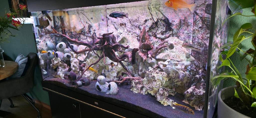 Aquarium, Dieren en Toebehoren, Vis