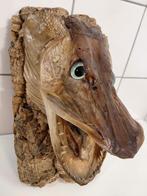 Snoek kop, Ophalen of Verzenden, Zo goed als nieuw, Overige soorten, Opgezet dier