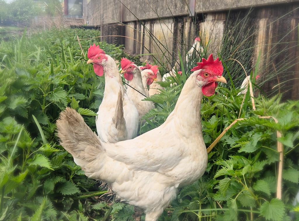Witte leghorn hennen te koop!, Dieren en Toebehoren, Pluimvee, Vrouwelijk, Kip