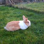 Hollander konijn, Dieren en Toebehoren, Mannelijk, Middelgroot, 0 tot 2 jaar