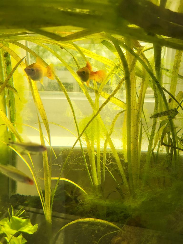 Trio zwaarddragers, Dieren en Toebehoren, Vis