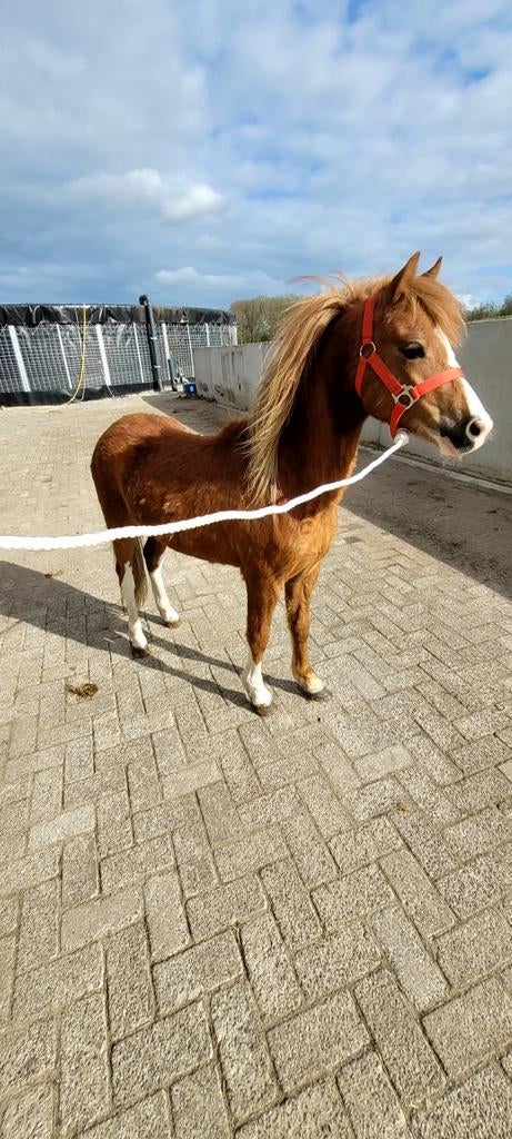 (Nieuwe advertentie) Tekoop super mooie welsh A merrie, Dieren en Toebehoren, Pony's, Merrie, A pony (tot 1.17m), Met stamboom