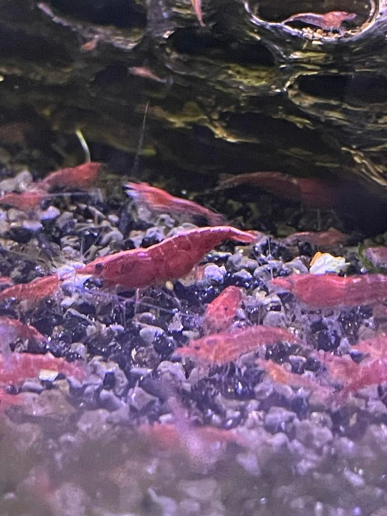 Bloody Mary Garnalen (rode), Ophalen of Verzenden, Nieuw, Plant(en), Steen of Hout