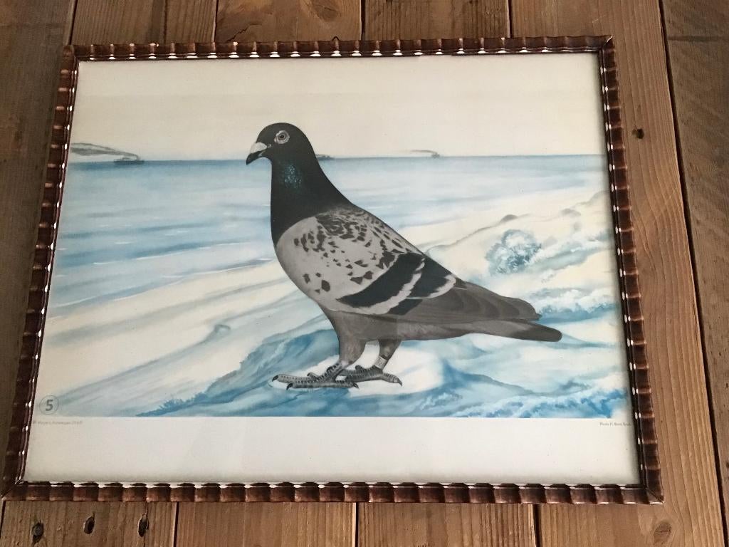 Mooie plaat postduif, Geslacht onbekend, Postduif