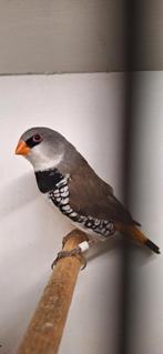 Tk Mooie Diamantvinken zitten koud geringd en onverwant, Dieren en Toebehoren, Meerdere dieren, Tropenvogel, Geringd