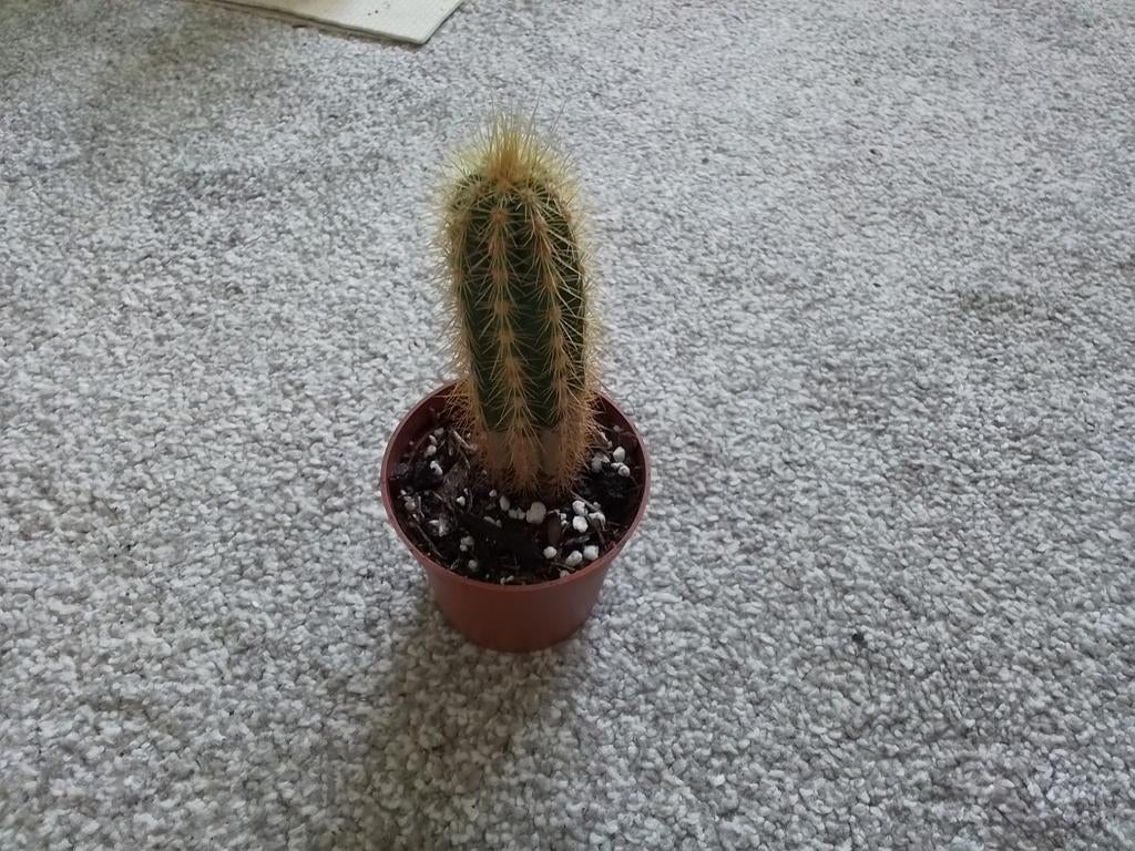 Cactus plantje, Ophalen of Verzenden, Minder dan 100 cm, Volle zon, In pot