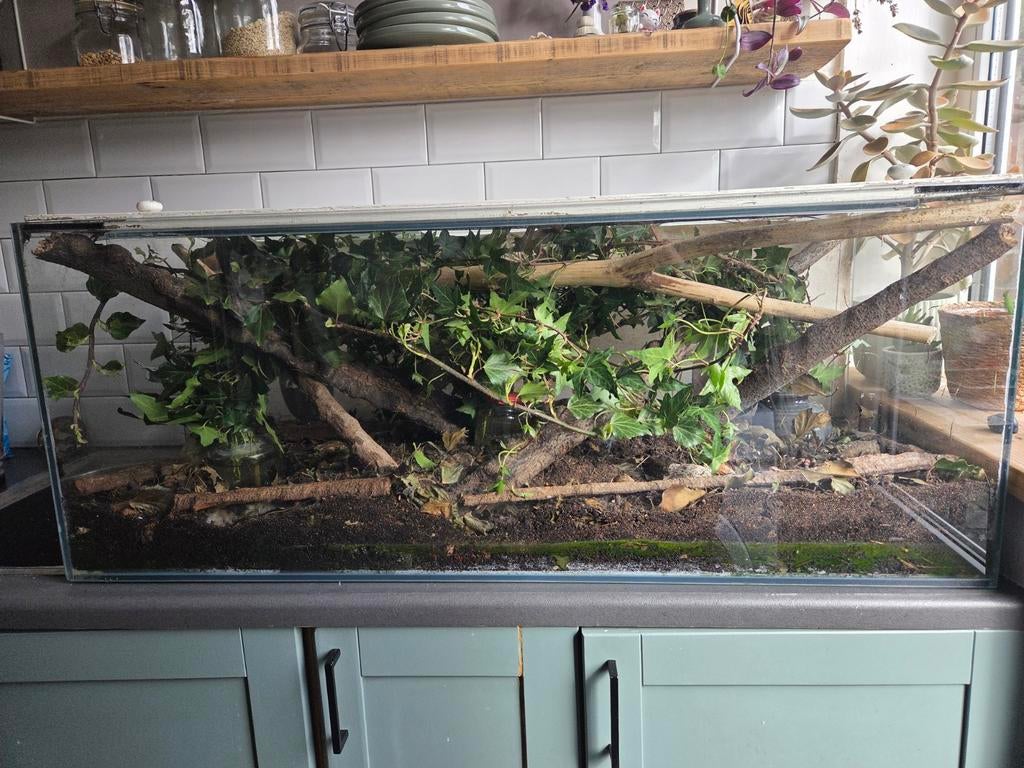 Wandelende tak compleet set, Dieren en Toebehoren, Wandelende tak