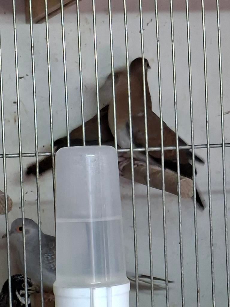 Grond duifjes, Meerdere dieren