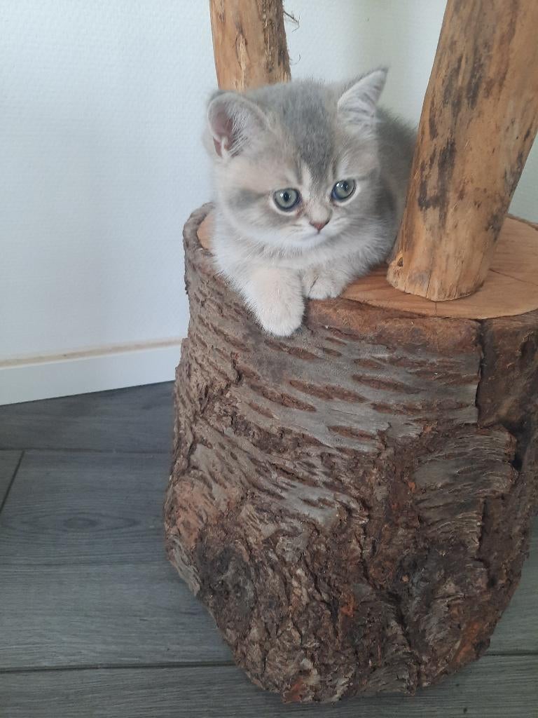 Britse korthaar kittens (poesje beschikbaar), Dieren en Toebehoren, Meerdere dieren, Ontwormd, 0 tot 2 jaar