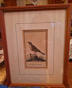 Kopergravure "Le Grand Tangara" door J.L.C. Pauquet, Antiek en Kunst, Ophalen of Verzenden