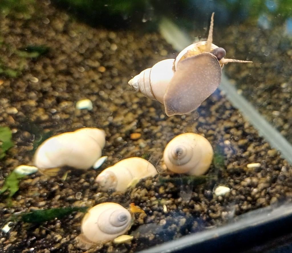Hobbyaquarium witte wonderslakken / Filopaludina martensi, Slak of Weekdier, Zoetwatervis, Schoolvis