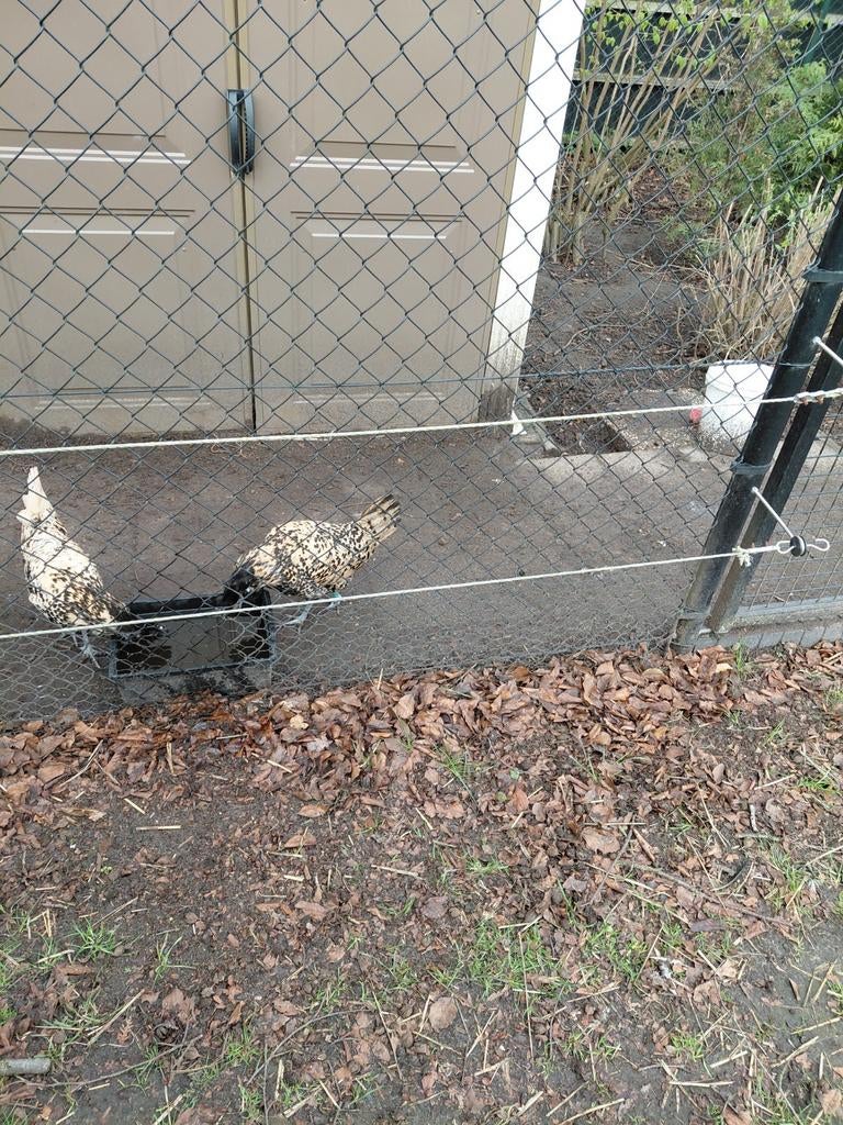 Broedeieren brabanter, Geslacht onbekend, Kip