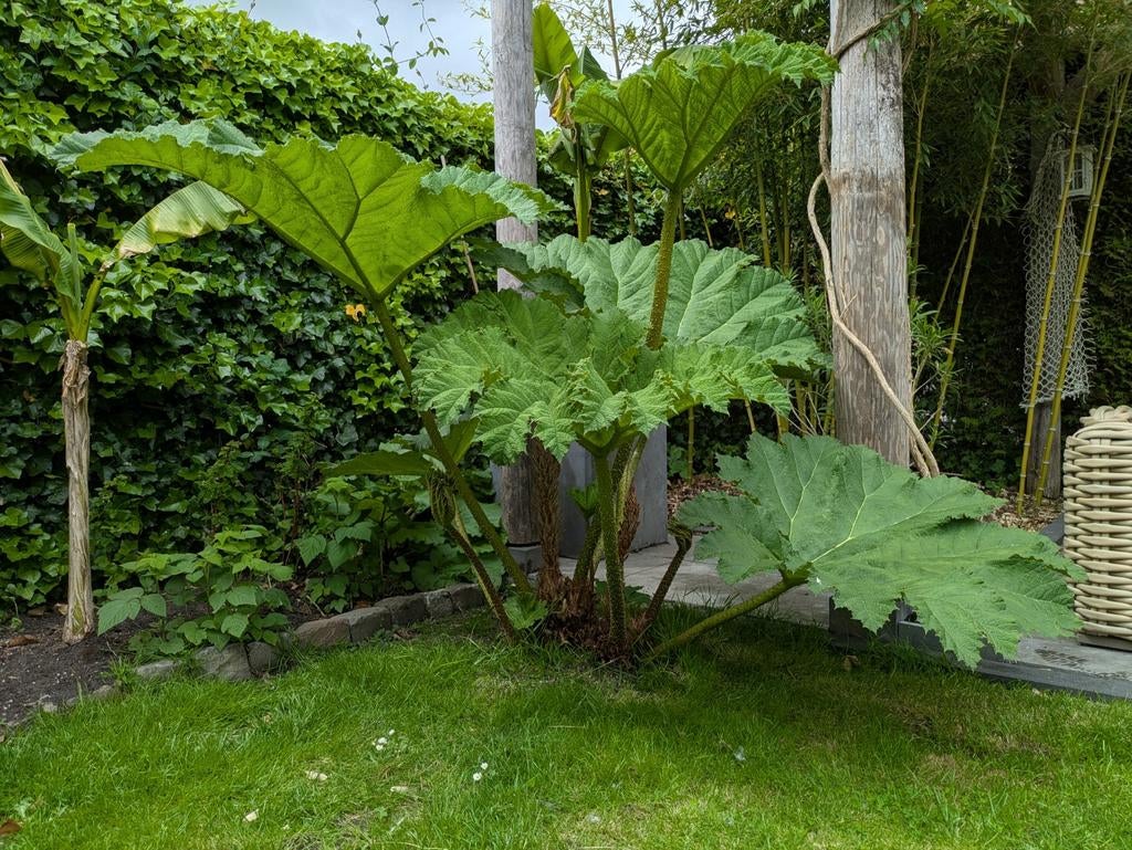 Gunnera Manicata - (3e jaar, knop 30x30 cm), Tuin en Terras, Planten | Tuinplanten, Vaste plant, Bloeit niet, Halfschaduw, Ophalen