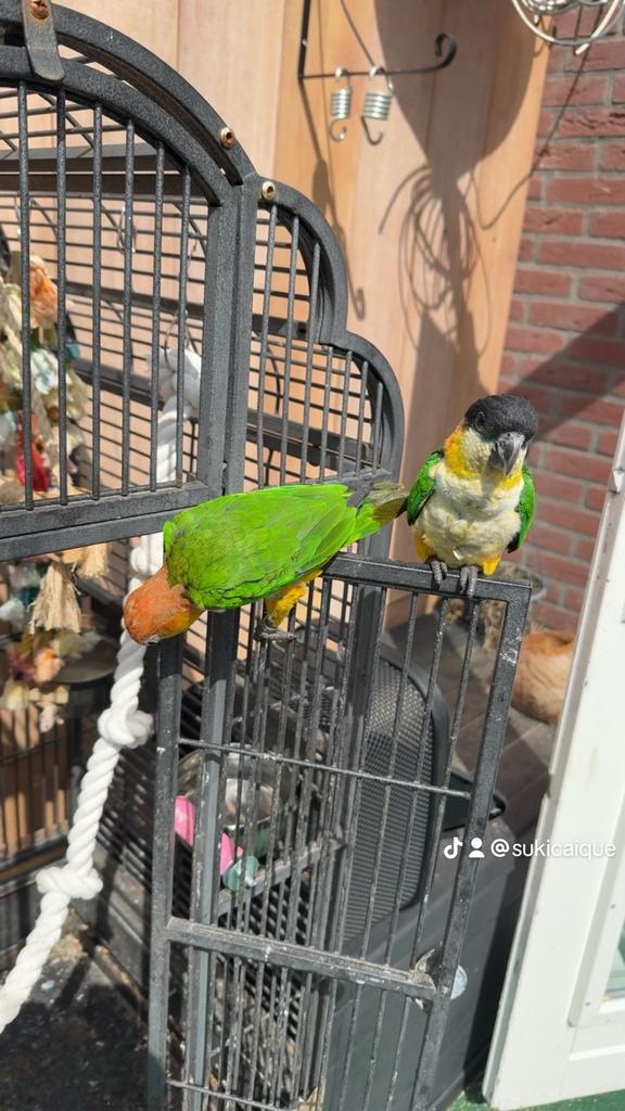 Zwartkop caique papegaai, Dieren en Toebehoren, Vogels | Parkieten en Papegaaien, Geslacht onbekend, Papegaai, Geringd