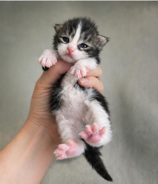 Prachtige Maine Coon kittens, Meerdere dieren, Ontwormd