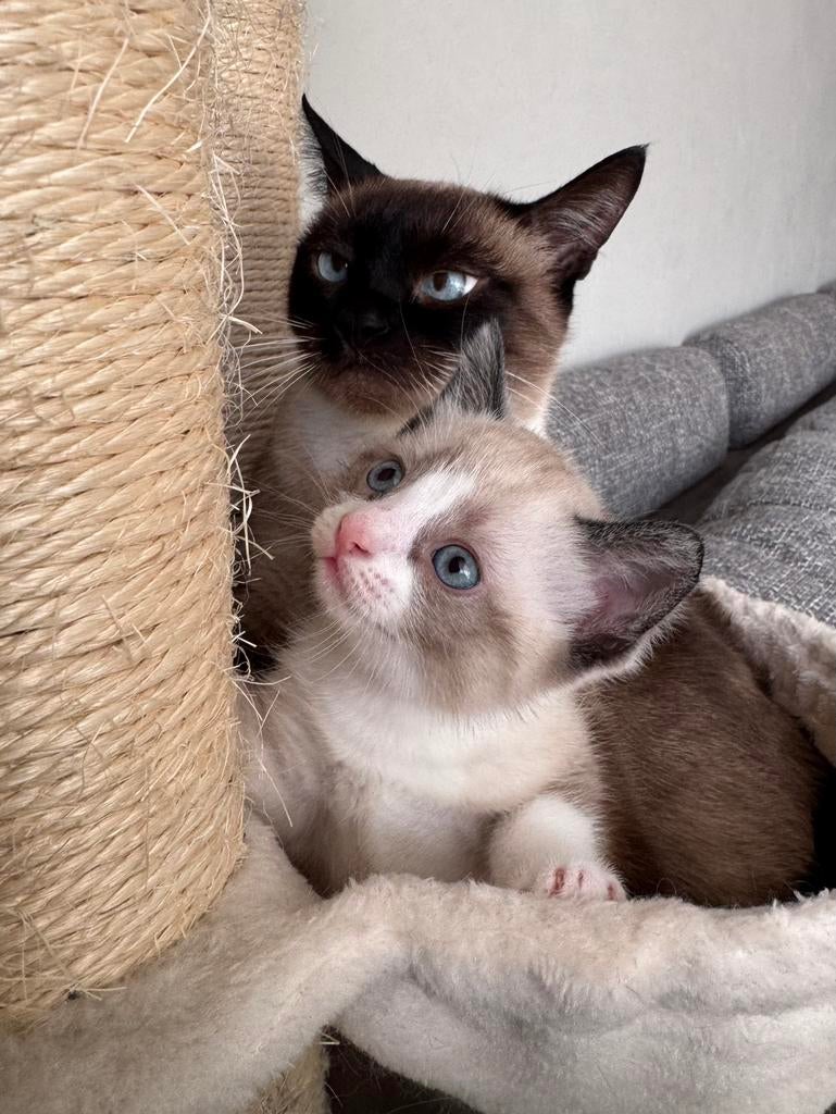 Per direct beschikbaar Thai siamees kitten -poesje, Poes, Ontwormd, 0 tot 2 jaar