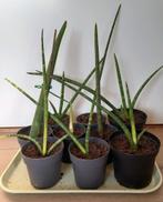 Sanseveria planten, Ophalen, Halfschaduw, Minder dan 100 cm