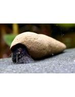 Choco Tylomelania slak, Dieren en Toebehoren, Slak of Weekdier